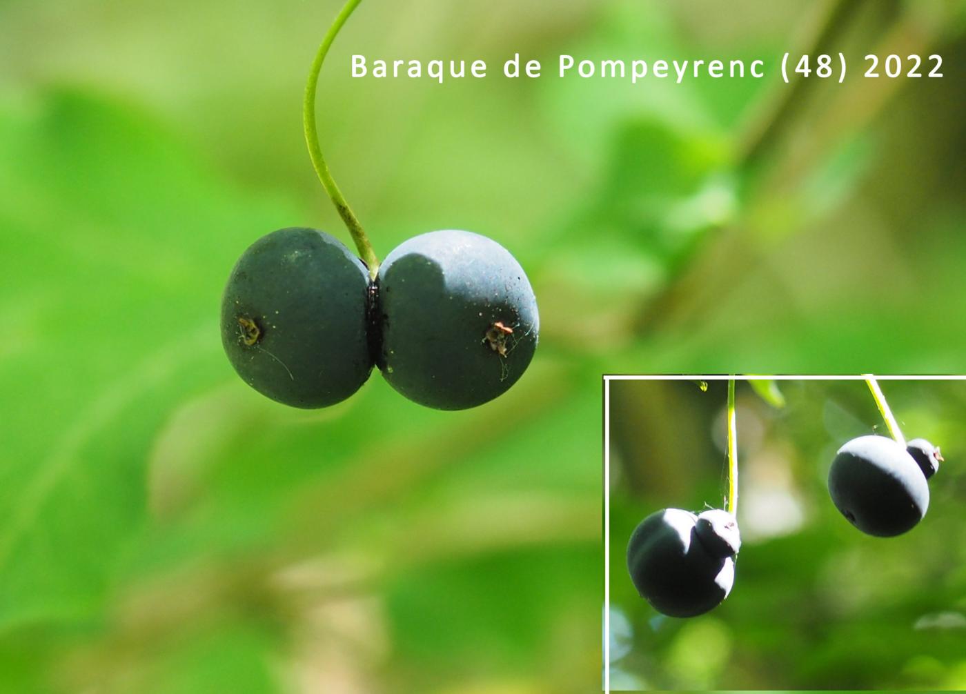 Honeysuckle, Black-berried fruit